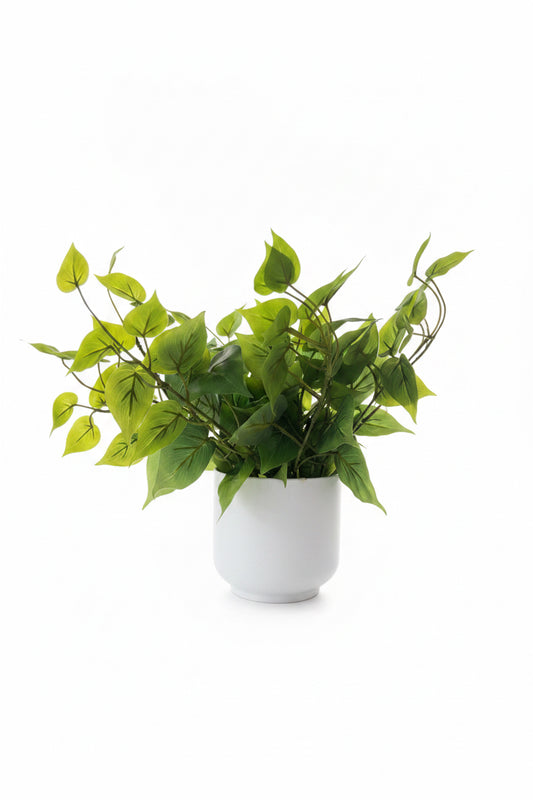 Planta Pottus