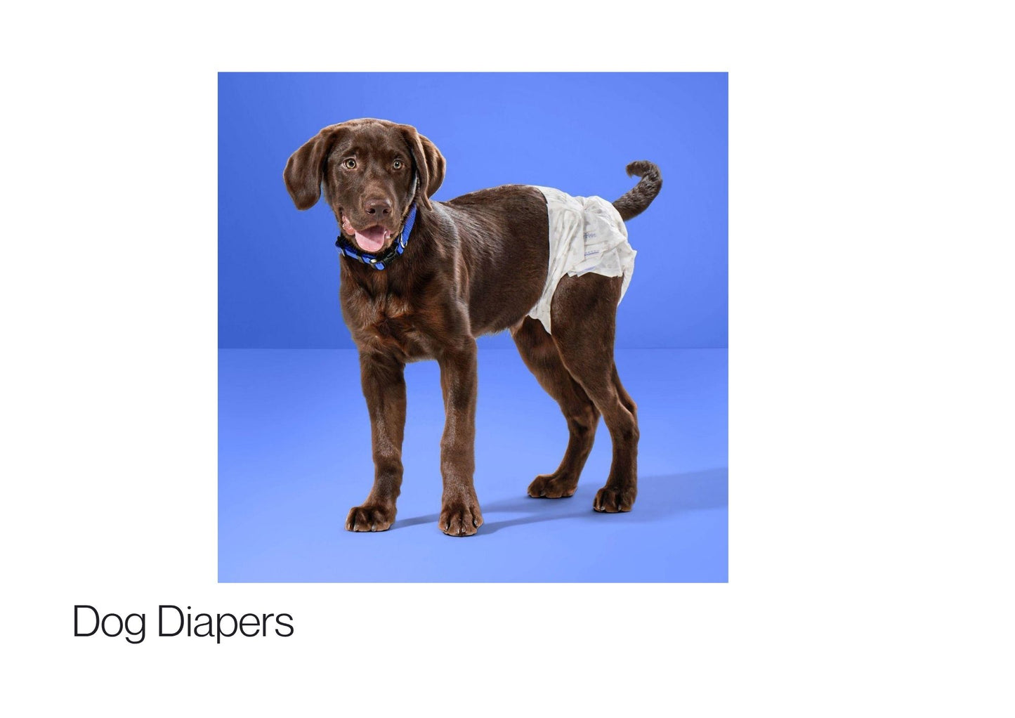 Dog Diapers Pañales