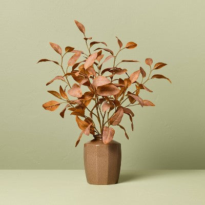Planta Eucalipto Seco