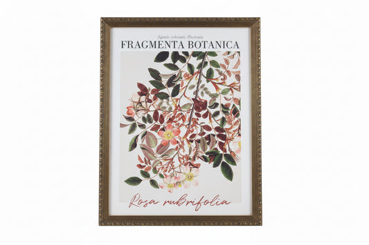 Cuadro Fragmenta Botánica