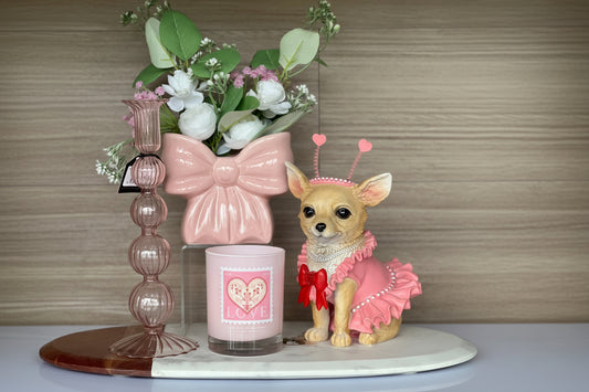 Chihuahua Coqueta